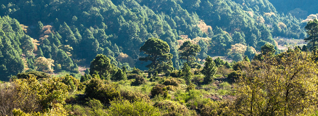 Lichter Kieferwald an der Cumbre