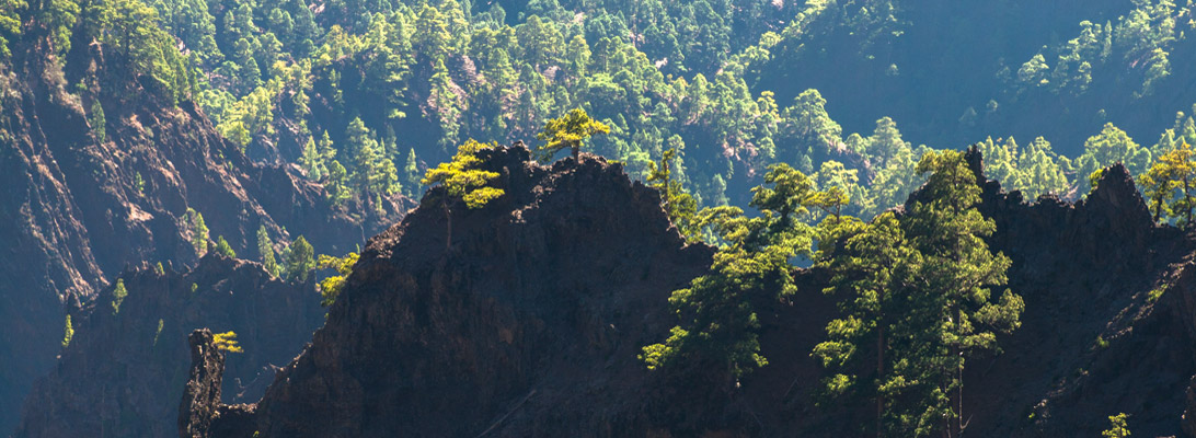Felsen mit Kiefern im Nationalpark Caldera de Taburiente