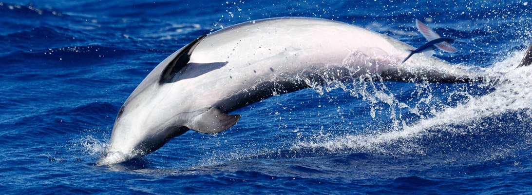Dolphin and flying fish off La Palma