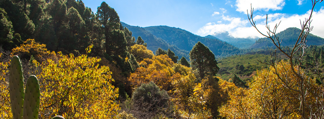 Autumn-coloured casstanias on the west side of the Cumbre