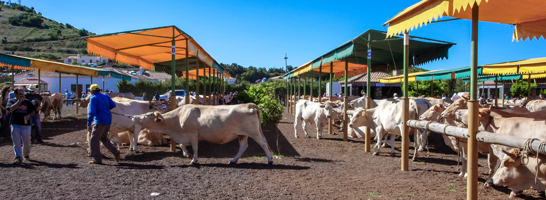 Cattle market at the Fiesta San Antonio del Monte in Garafia