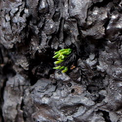 Young shoot after forest fire