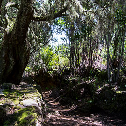 laurel forest on La Palma