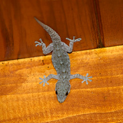 A Canarian Wall Gecko on La Palma