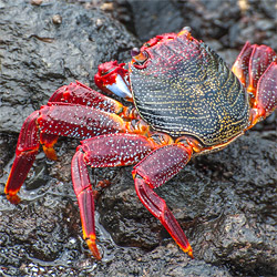 Colourful crab on the coast of La Palma