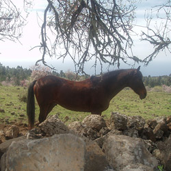A horse on a pasture near El Paso