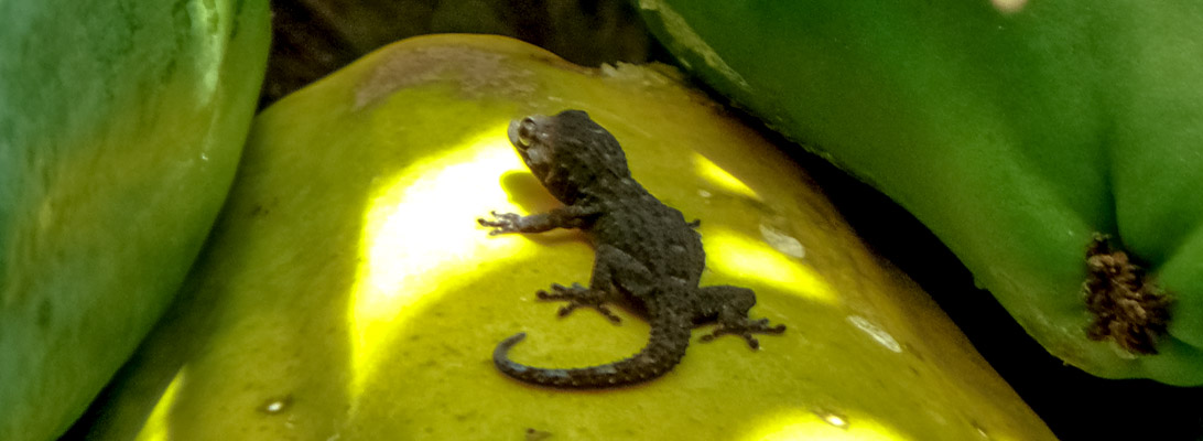 Canary wall gecko on a papaya
