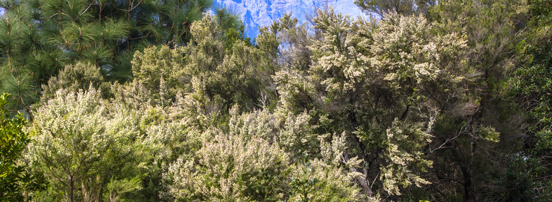 Blooming Tree Heath