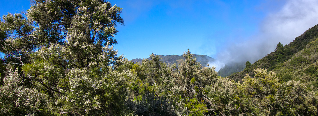 Fayal-Brezal-Vegetation